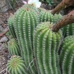 Echinopsis schickendantzii Corteza