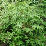 Vaccinium arctostaphylos Habit