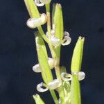 Triglochin bulbosa Fruit