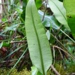 Elaphoglossum lepervanchii