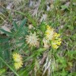 Anthyllis vulneraria Flower