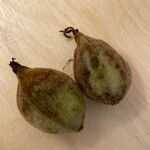 Juglans cinerea Fruit