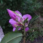 Rhododendron leptothrium