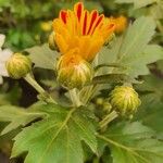 Chrysanthemum indicum 整株植物