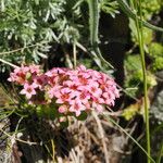 Prometheum pilosum Flower