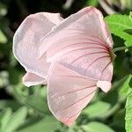 Pavonia hastata Flower