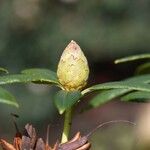 Rhododendron irroratum Övriga