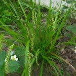 Carex sylvatica पत्ता