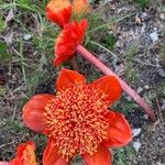 Haemanthus coccineus Flor