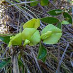 Macrotyloma axillare Flower