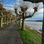 Platanus × hispanica Staniste