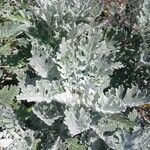 Jacobaea maritima Folha