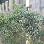 Juniperus chinensis List