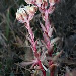 Dudleya nesiotica Hàbitat