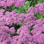 Sedum telephium Habit