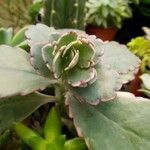 Kalanchoe fedtschenkoi Leaf