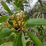 Persoonia levis