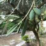 Olea europaea Fruit