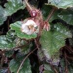 Rubus tricolor Flower