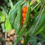 Iris foetidissima Fleur