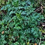 Aethusa cynapium Habit