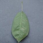 Amelanchier canadensis Leaf