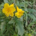 Tecoma stans Flower