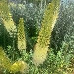 Eremurus stenophyllus Flower