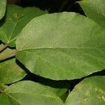 Ficus lateriflora List