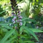 Lysimachia ephemerum Fleur