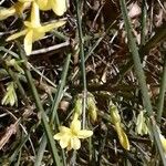 Jasminum nudiflorumÕis