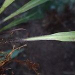 Asplenium africanum Leaf