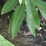 Quercus myrsinifolia Leaf