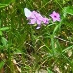 Phlox pilosa Flor
