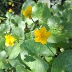 Ranunculus thora Bloem