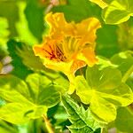 Tropaeolum ciliatum Kvet