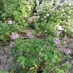 Pelargonium graveolens Агульны выгляд