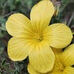 Linum nodiflorum Flower