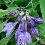 Hosta ventricosa Blüte