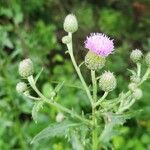 Cirsium altissimumFlower