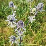 Eryngium planum Flower