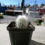 Cephalocereus senilis Blad