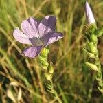 Linum viscosum Flower