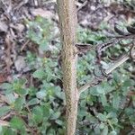 Indigofera suffruticosa ഫലം