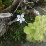 Pinguicula agnata Кветка