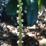 Hetaeria oblongifolia Kvet