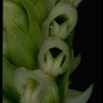 Spiranthes romanzoffiana Flower