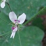 Pelargonium tomentosum Blomma