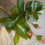 Rosa chinensis Fleur