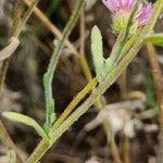 Erigeron foliosus Ліст